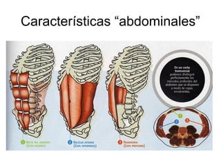 Características “abdominales”
 