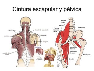 Cintura escapular y pélvica
 
