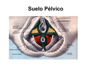 Suelo Pélvico
 