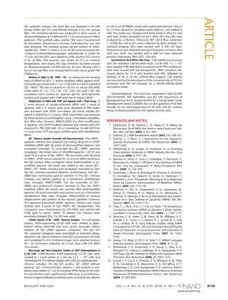 BAGALKOT AND GAO VOL. 5 ’ NO. 10 ’ 8131–8139 ’ 2011
www.acsnano.org
8138
QDÀpolymer mixture. The dried film was dissolved in 50 mM
borate buffer (pH 8.5) and filtered through a 0.2 μm syringe
filter. The obtained solution was subjected to three rounds of
ultracentrifugation at 55 000 rpm for 1 h to remove excess PMAT
polymers. The purified water-soluble QDs were characterized
for absorption, fluorescence emission, hydrodynamic size, and
zeta potential. The carboxyl groups on the surface of water-
soluble QDÀPMAT (1 nmol, in 2 mL of PBS) were activated with
1-ethyl-3-(3-dimethylaminopropyl) carbodiimide (5 μmol) for
15 min, and the QDs were added to a PEI solution (0.5 μmol in
3 mL of PBS). The reaction was stirred for 4 h at ambient
temperature, and excess PEI was removed by three rounds
of ultracentrifugation (35 000 rpm for 30 min), filtered with a
0.2 μm syringe filter, and resuspended in cell culture grade PBS
(Dulbecco).
Binding of siRNA to QDÀPMATÀPEI. To determine the binding
ratio of siRNA to QDs, 50
amine modified siRNA against eGFP
(20 pmol) was mixed with 2, 1.33, 1, 0.8, 0.66, 0.4, and 0.2 pmol of
QDÀPMATÀPEI and incubated for 20 min to obtain QD:siRNA
molar ratios of 1:10, 1:15, 1:20, 1:25, 1:30, 1:50, and 1:100. The
complexes were loaded on agarose gel for electrophoretic
analysis and stained with SYBR gold dye to detect siRNA.
Modification of siRNA with SPDP and Aptamer with a Thiol Group. A
2 nmol amount of double-stranded siRNA and 1 nmol of
aptamer with a 50
amine were each dissolved in PBS buffer
and activated with SPDP cross-linker (20 nmol) initially dis-
solved in DMSO for 2 h. Excess SPDP cross-linker was removed
by three rounds of centrifugation using a membrane ultrafiltra-
tion filter tube (Vivaspin, MWCO:3000). For thiol modification
of aptamer, the SPDP-modified aptamer was treated with DTT
dissolved in PBS (500 mM, 50 μL) containing 10 mM EDTA for
1 h, and excess DTT was again purified away with ultrafiltration
filters.
QDÀChimera Complex Assembly and Characterization. The siRNAÀ
aptamer chimera was prepared by mixing 80 pmol of SPDP-
modified siRNA with 40 pmol of thiol-modified aptamer and
incubated overnight. To assemble the QDÀsiRNAÀaptamer
complexes, the molar ratio of QD:siRNA:aptamer 1:20:10 was
used. First, 4 pmol of QDÀPMATÀPEI was mixed with 80 pmol
of siRNAÀSPDP and incubated for 15 min for siRNA binding to
the QD surface. After incubation either thiol-modified or un-
modified aptamer (40 pmol) was added to the above QDÀ
PMATÀPEIÀsiRNA complex and incubated overnight to form
the QDÀchimera (retained aptamer conformation) and QDÀ
siRNA plus nonreactive aptamer (random 1). The QDÀchimera
complex was further purified on a membrane ultrafiltration
tube (Vivaspin, MWCO:5000). For the assembly of QDÀ
siRNA plus preformed chimera (random 2), first the SPDP-
modified siRNA (80 pmol) was reacted with thiol-modified
aptamer (40 pmol) overnight and washed once on a membrane
ultrafiltration filter tube (Vivaspin, MWCO:5000) to remove
displacement side product of the reaction (pyridine 2-thione).
The obtained preformed siRNAÀaptamer chimera was mixed
directly with 4 pmol of QDÀPMATÀPEI nanoparticles. The
conjugates were characterized by 10% PAGE and stained with
SYBR gold to detect siRNA. To release the chimera from
positively charged QDs, 1% SDS was used.
Cellular Uptake of QDÀsiRNAÀAptamer Complex. For cell uptake
studies, eGFP-expressing C4-2B cells were seeded in glass-
bottom dishes (Mat-tek) and were grown overnight before
addition of QDÀsiRNAÀaptamer complexes. The QDÀsiR-
NAÀaptamer complexes were assembled as indicated above,
diluted in cell culture media at a final QD concentration of 4 nM,
and incubated for 6 h. Confocal images were obtained using a
63Â oil immersion objective on a Carl Zeiss LSM 510 Meta
microscope.
Microscopy and Flow Cytometry Studies of eGFP Downregulation in
C4-2B Cells. PSMA-positive eGFP-expressing C4-2B cells were
seeded in 12-well plates at a density of 5 Â 104
cells and
maintained for 24 h before treated with a QD (or Lipofectamine)À
chimera complex. For the QD studies, QDÀsiRNA without
aptamer, QDÀchimera (intact), random 1, and random 2 com-
plexes were added in 1 mL of complete RPMI media to the cells.
For transfection with Lipofectamine RNAimax, 3 μL/well trans-
fection reagent (following manufacturers protocol) was diluted
in 100 μL of OPTIMEM, mixed with preformed chimera (100 μL)
for 15 min, diluted in complete media (800 μL), and added to
cells. The media was changed with fresh medium after 6 h, and
cells were further incubated for 42 h. After 48 h the cells were
analyzed by a (Becton Dickinson) BD LSR II flow cytometer
(∼10 000 live cell events were collected for each sample). For
confocal imaging, QDs were excited with a 405 nm laser.
Fluorescence was detected passing a long-pass emission filter
(560 nm). eGFP was excited with a 488 nm laser detected
passing a band-pass filter (505À530 nm).
Cytotoxicity by the CellTiter-Blue Assay. Cell viability was assessed
with the standard CellTiter-Blue assay. C4-2B cells (15 Â 103
)
were seeded in 96-well plates and grown until 70% confluence.
Cells were treated with the nanoparticleÀRNA complexes dis-
cussed above for 24 h and washed with PBS, followed by
addition of 20 μL of the CellTiter-Blue reagent. Cell viability
was assessed by the absorbance of the converted dye at 570 nm
excitation and 590 nm emission on a TECAN Infinite M200
microplate reader.
Acknowledgment. This work was supported in part by NIH
(R01CA140295), NSF (0645080), and the UW Department of
Bioengineering. X.H.G. thanks the NSF for a Faculty Early Career
Development award (CAREER). We are also grateful to Prof. Bob
Vessella for his eGFP-expressing C4-2B cells, and Dr. Andrew
Wang at Oceannanotech for the highly emissive QDs.
REFERENCES AND NOTES
1. Dykxhoorn, D. M.; Novina, C. D.; Sharp, P. A. Killing the
Messenger: Short RNAs that Silence Gene Expression. Nat.
Rev. Mol. Cell Biol. 2003, 4, 457–467.
2. Hannon, G. J. RNA Interference. Nature 2002, 418, 244–251.
3. Scherer, L. J.; Rossi, J. J. Approaches for the Sequence-
Speciﬁc Knockdown of mRNA. Nat. Biotechnol. 2003, 21,
1457–1465.
4. Whitehead, K. A.; Langer, R.; Anderson, D. G. Knocking
Down Barriers: Advances in SiRNA Delivery. Nat. Rev. Drug
Discovery 2009, 8, 129–138.
5. Nishina, K.; Unno, T.; Uno, Y.; Kubodera, T.; Kanouchi, T.;
Mizusawa, H.; Yokota, T. Eﬃcient in Vivo Delivery of SiRNA
to the Liver by Conjugation of Alpha-Tocopherol. Mol.
Ther. 2008, 16, 734–740.
6. Soutschek, J.; Akinc, A.; Bramlage, B.; Charisse, K.; Constien,
R.; Donoghue, M.; Elbashir, S.; Geick, A.; Hadwiger, P.;
Harborth, J.; et al. Therapeutic Silencing of an Endogenous
Gene by Systemic Administration of Modiﬁed SiRNAs.
Nature 2004, 432, 173–178.
7. Wolfrum, C.; Shi, S.; Jayaprakash, K. N.; Jayaraman, M.;
Wang, G.; Pandey, R. K.; Rajeev, K. G.; Nakayama, T.;
Charrise, K.; Ndungo, E. M.; et al. Mechanisms and Optimi-
zation of in Vivo Delivery of Lipophilic SiRNAs. Nat. Bio-
technol. 2007, 25, 1149–1157.
8. Chiu, Y. L.; Ali, A.; Chu, C. Y.; Cao, H.; Rana, T. M. Visualizing a
Correlation between SiRNA Localization, Cellular Uptake,
and RNAi in Living Cells. Chem. Biol. 2004, 11, 1165–1175.
9. Moschos, S. A.; Jones, S. W.; Perry, M. M.; Williams, A. E.;
Erjefalt, J. S.; Turner, J. J.; Barnes, P. J.; Sproat, B. S.; Gait,
M. J.; Lindsay, M. A. Lung Delivery Studies Using SiRNA
Conjugated to TAT(48À60) and Penetratin Reveal Peptide
Induced Reduction in Gene Expression and Induction of
Innate Immunity. Bioconjugate Chem. 2007, 18, 1450–
1459.
10. Jeong, J. H.; Mok, H.; Oh, Y. K.; Park, T. G. SiRNA Conjugate
Delivery Systems. Bioconjugate Chem. 2009, 20, 5–14.
11. McNamara, J. O.; Andrechek, E. R.; Wang, Y.; Viles, K. D.;
Rempel, R. E.; Gilboa, E.; Sullenger, B. A.; Giangrande, P. H.
Cell Type-Speciﬁc Delivery of SiRNAs with Aptamer-siRNA
Chimeras. Nat. Biotechnol. 2006, 24, 1005–1015.
12. Dassie, J. P.; Liu, X. Y.; Thomas, G. S.; Whitaker, R. M.; Thiel,
K. W.; Stockdale, K. R.; Meyerholz, D. K.; McCaﬀrey, A. P.;
McNamara, J. O., 2nd; Giangrande, P. H. Systemic Admin-
istration of Optimized Aptamer-SiRNA Chimeras Promotes
Regression of PSMA-Expressing Tumors. Nat. Biotechnol.
2009, 27, 839–849.
ARTICLE
 
