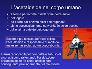 L’acetaldeide nel corpo umano Si forma per iniziale ossidazione dell'etanolo nel fegato ad opera dell'enzima alcol deidrogenasi; viene successivamente convertita in acido acetico  dall'enzima aldeide deidrogenasi Essendo più tossica dell'alcol etilico, l'acetaldeide è responsabile di molti dei malesseri associati ad un dopo-sbornia.  I farmaci concepiti per combattere l'abuso di alcol agiscono rallentando l'ossidazione dell'acetaldeide ad acido acetico con conseguente prolungamento del malessere. 
