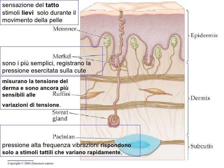 Iperplasia Rigenerativa Dell Epitelio Foveolare