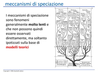 meccanismi di speciazione I meccanismi di speciazione sono fenomeni generalmente  molto lenti  e che non possono quindi essere osservati direttamente, ma soltanto ipotizzati sulla base di   modelli teorici 