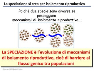 La speciazione si crea per isolamento riproduttivo Poiché due specie sono diverse se posseggono  meccanismi di isolamento riproduttivo …. La SPECIAZIONE è l’evoluzione di meccanismi di isolamento riproduttivo, cioè di barriere al flusso genico tra popolazioni 