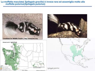 La moffetta maculata(  Spilogale gracilis ) è invece rara ed assomiglia molto alla moffetta putorius( Spilogale   putorius ) 