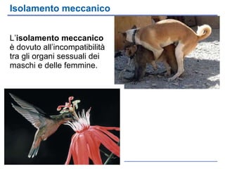 L’ isolamento meccanico  è dovuto all’incompatibilità tra gli organi sessuali dei maschi e delle femmine. Isolamento meccanico 