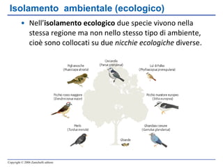 Nell’ isolamento ecologico  due specie vivono nella stessa regione ma non nello stesso tipo di ambiente, cioè sono collocati su due  nicchie ecologiche  diverse . Isolamento  ambientale (ecologico) 