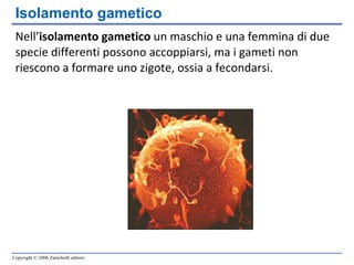 Isolamento gametico Nell’ isolamento gametico  un maschio e una femmina di due specie differenti possono accoppiarsi, ma i gameti non riescono a formare uno zigote, ossia a fecondarsi.  