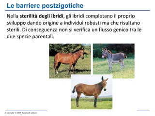 Nella  sterilità degli ibridi , gli ibridi completano il proprio sviluppo dando origine a individui robusti ma che risultano sterili. Di conseguenza non si verifica un flusso genico tra le due specie parentali. Le barriere postzigotiche 