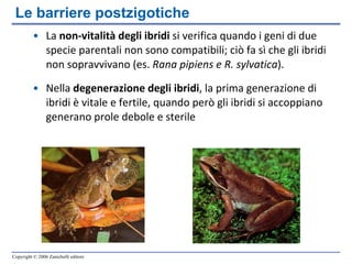 La  non-vitalità degli ibridi  si verifica quando i geni di due specie parentali non sono compatibili; ciò fa sì che gli ibridi non sopravvivano (es.  Rana pipiens e R. sylvatica ). Nella  degenerazione degli ibridi , la prima generazione di ibridi è vitale e fertile, quando però gli ibridi si accoppiano generano prole debole e sterile Le barriere postzigotiche 