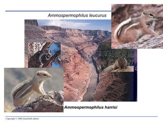 Ammospermophilus leucurus Ammospermophilus harrisi 