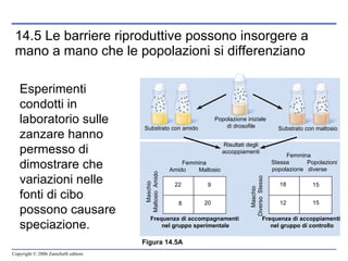 14.5 Le barriere riproduttive possono insorgere a mano a mano che le popolazioni si differenziano Esperimenti condotti in laboratorio sulle zanzare hanno permesso di dimostrare che variazioni nelle fonti di cibo possono causare speciazione.   Figura 14.5A Substrato con amido  Substrato con maltosio Popolazione iniziale  di drosofile Risultati degli accoppiamenti Femmina  Amido  Maltosio Femmina  Stessa  Popolazioni popolazione  diverse Maschio Maltosio  Amido Maschio  Diverso  Stesso Frequenza di accompagnamenti  nel gruppo sperimentale Frequenza di accoppiamenti  nel gruppo di controllo 22 9 20 8 12 18 15 15 