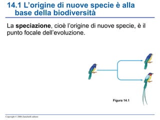 14.1 L’origine di nuove specie è alla base della biodiversità La  speciazione , cioè l’origine di nuove specie, è il punto focale dell’evoluzione. Figura  14.1 