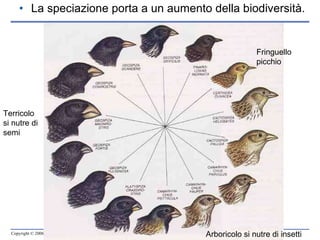 La speciazione porta a un aumento della biodiversità. Arboricolo si nutre di insetti Terricolo si nutre di semi Fringuello picchio 