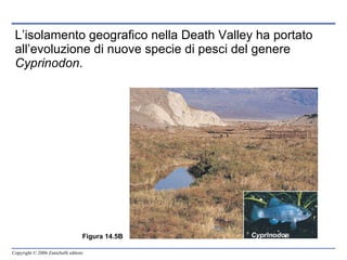 L’isolamento geografico nella Death Valley ha portato all’evoluzione di nuove specie di pesci del genere  Cyprinodon . Figura 14.5B Cyprinodon 