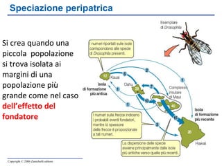 Si crea quando una piccola  popolazione si trova isolata ai margini di una popolazione più grande come nel caso  dell’effetto del fondatore Speciazione peripatrica 