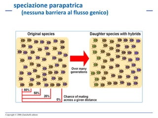 speciazione parapatrica (nessuna barriera al flusso genico) 