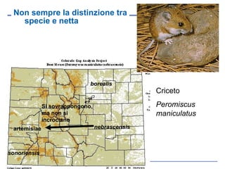 Non sempre la distinzione tra specie e netta Criceto Peromiscus maniculatus borealis nebrascensis sonoriensis artemisiae Si sovrappongono, ma non si incrociano 