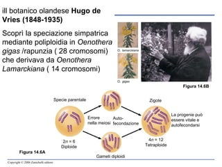 Figura 14.6B Figura 14.6A Figura 14.6B ill botanico olandese  Hugo de Vries (1848-1935) Scoprì la speciazione simpatrica mediante poliploidia in  Oenothera gigas  /rapunzia ( 28 cromosomi) che derivava da  Oenothera Lamarckiana  ( 14 cromosomi) Specie parentale Errore  nella meiosi Auto-fecondazione La progenie può essere vitale e autofecondarsi Zigote Gameti diploidi 2 n  = 6 Diploide 4 n  = 12 Tetraploide O .  lamarckiana O .  gigas 