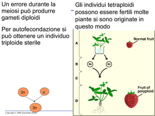 Un errore durante la meiosi può produrre gameti diploidi Per autofecondazione si può ottenere un individuo triploide sterile 2n n 3n Gli individui tetraploidi possono essere fertili molte piante si sono originate in questo modo 