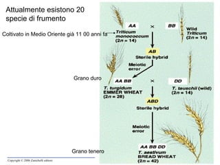 Attualmente esistono 20 specie di frumento Coltivato in Medio Oriente già 11 00 anni fa Grano duro Grano tenero 