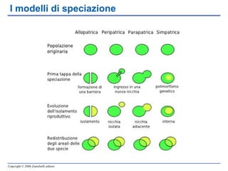 I modelli di speciazione 