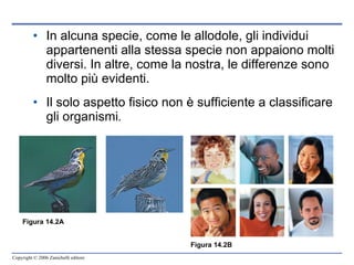 In alcuna specie, come le allodole, gli individui appartenenti alla stessa specie non appaiono molti diversi. In altre, come la nostra, le differenze sono molto più evidenti. Il solo aspetto fisico non è sufficiente a classificare gli organismi . Figura 14.2B Figura 14.2A 