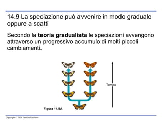 14.9 La speciazione può avvenire in modo graduale oppure a scatti Secondo la  teoria gradualista  le speciazioni avvengono attraverso un progressivo accumulo di molti piccoli cambiamenti. Figura 14.9A Tempo 