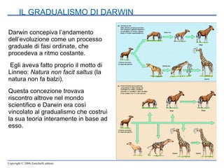 IL GRADUALISMO DI DARWIN Darwin concepiva l’andamento dell’evoluzione come un processo graduale di fasi ordinate, che procedeva a ritmo costante. Egli aveva fatto proprio il motto di Linneo:  Natura non facit saltus  (la natura non fa balzi).  Questa concezione trovava riscontro altrove nel mondo scientifico e Darwin era così vincolato al gradualismo che costruì la sua teoria interamente in base ad esso. 