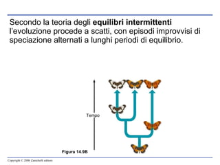 Secondo la teoria degli  equilibri intermittenti  l’evoluzione procede a scatti, con episodi improvvisi di speciazione alternati a lunghi periodi di equilibrio. Tempo Figura 14.9B 