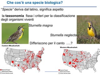 Che cos’è una specie biologica? “ Specie”  deriva dal latino, significa aspetto la  tassonomia   fissa i criteri per la classificazione degli organismi viventi Sturnella magna Sturnella neglecta Differiscono per il canto  ….? 
