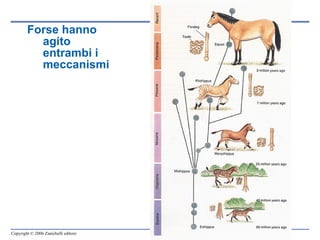 Forse hanno agito entrambi i meccanismi 