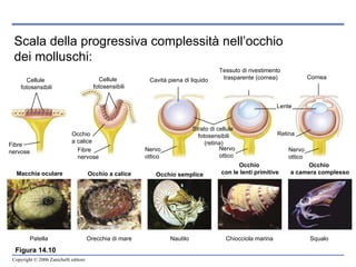 Scala della progressiva complessità nell’occhio dei molluschi: Figura 14.10 Cellule  fotosensibili Cellule  fotosensibili Cavità piena di liquido Tessuto di rivestimento  trasparente (cornea) Cornea Strato di cellule  fotosensibili (retina) Fibre  nervose Fibre  nervose Nervo  ottico Nervo  ottico Nervo  ottico Occhio  a calice Retina Lente Macchia oculare Occhio a calice Occhio semplice Occhio  con le lenti primitive Occhio  a camera complesso Patella Orecchia di mare Nautilo Chiocciola marina Squalo  