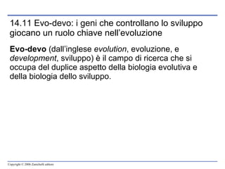 14.11 Evo-devo: i geni che controllano lo sviluppo giocano un ruolo chiave nell’evoluzione Evo-devo  (dall’inglese  evolution , evoluzione, e  development , sviluppo) è il campo di ricerca che si occupa del duplice aspetto della biologia evolutiva e della biologia dello sviluppo. 