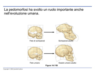 La pedomorfosi ha svolto un ruolo importante anche nell’evoluzione umana. Figura 14.11B Feto di scimpanzé Scimpanzé adulto Feto umano Essere umano adulto 