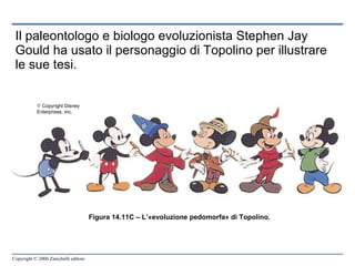 Il paleontologo e biologo evoluzionista Stephen Jay Gould ha usato il personaggio di Topolino per illustrare le sue tesi. Figura 14.11C – L’ « evoluzione pedomorfa »  di Topolino. Copyright Disney Enterprises, Inc. 