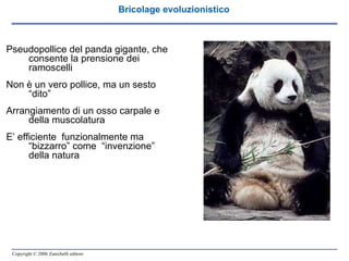 Bricolage evoluzionistico Pseudopollice del panda gigante, che consente la prensione dei ramoscelli Non è un vero pollice, ma un sesto “dito” Arrangiamento di un osso carpale e della muscolatura E’ efficiente  funzionalmente ma “bizzarro” come  “invenzione” della natura 
