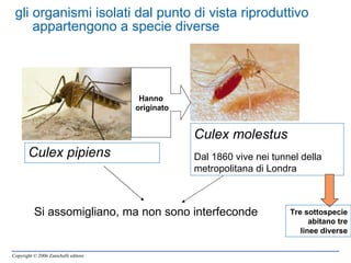 gli organismi isolati dal punto di vista riproduttivo appartengono a specie diverse Culex pipiens Culex molestus Dal 1860 vive nei tunnel della metropolitana di Londra Si assomigliano, ma non sono interfeconde Hanno originato Tre sottospecie abitano tre linee diverse 