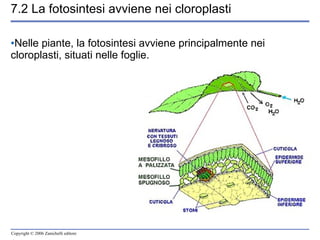 7.2 La fotosintesi avviene nei cloroplasti Nelle piante, la fotosintesi avviene principalmente nei cloroplasti, situati nelle foglie. 