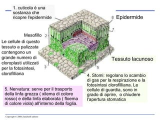 1. cuticola è una sostanza che ricopre l'epidermide  Mesofillo  Epidermide  4. Stomi: regolano lo scambio di gas per la respirazione e la fotosintesi clorofilliana. Le cellule di guardia, sono in grado di aprire,  o chiudere l'apertura stomatica  5. Nervatura: serve per il trasporto della linfa grezza ( xilema di colore rosso) e della linfa elaborata ( floema di colore viola) all'interno della foglia.  Tessuto lacunoso  Le cellule di questo tessuto a palizzata contengono un grande numero di cloroplasti utilizzati per la fotosintesi, clorofilliana 