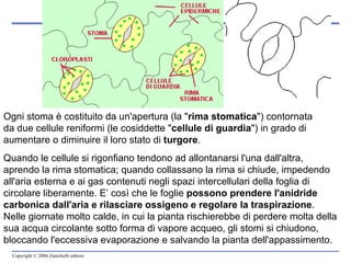 Quando le cellule si rigonfiano tendono ad allontanarsi l'una dall'altra, aprendo la rima stomatica; quando collassano la rima si chiude, impedendo all'aria esterna e ai gas contenuti negli spazi intercellulari della foglia di circolare liberamente. E’ così che le foglie  possono prendere l'anidride carbonica dall'aria e rilasciare ossigeno e regolare la traspirazione . Nelle giornate molto calde, in cui la pianta rischierebbe di perdere molta della sua acqua circolante sotto forma di vapore acqueo, gli stomi si chiudono, bloccando l'eccessiva evaporazione e salvando la pianta dell'appassimento. Ogni stoma è costituito da un'apertura (la " rima stomatica ") contornata da due cellule reniformi (le cosiddette " cellule di guardia ") in grado di aumentare o diminuire il loro stato di  turgore . 