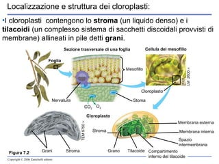 Figura 7.2 Localizzazione  e  struttura dei cloroplasti: I cloroplasti  contengono lo  stroma  (un liquido denso) e i  tilacoidi  (un complesso sistema di sacchetti discoidali provvisti di membrane) allineati in pile detti  grani .   Sezione trasversale di una foglia Foglia Cellula del mesofillo Mesofillo Nervatura Stoma CO 2 O 2 Cloroplasto Cloroplasto Grani Stroma TEM 9750   Stroma Grano Tilacoide Compartimento interno del tilacoide Membrana esterna Membrana interna Spazio intermembrana LM  2600   