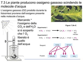 Marcando * l’ossigeno della CO 2  e dell’H 2 O si è scoperto che l’ O 2  liberato è quello dell’acqua 7.3 Le piante producono ossigeno gassoso scindendo le molecole d’acqua L’ossigeno gassoso (O2) prodotto durante la fotosintesi proviene dall’ossigeno presente nelle molecole d’acqua. Figure 7.3A–C Reagenti: Prodotti: 6 CO 2 12 H 2 O C 6 H 12 O 6 6 H 2 O 6 O 2 Marcato Esperimento 1 Esperimento 2 6 C O 2 12 H 2 O 6 CO 2 12 H 2 O C 6 H 12 O 6 6 H 2 O 6 O 2 Non  marcato C 6 H 12 O 6 6 H 2 O 6  O 2 + + + + + + 