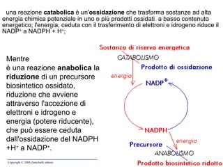     una reazione  catabolica  è un' ossidazione  che trasforma sostanze ad alta energia chimica potenziale in uno o più prodotti ossidati  a basso contenuto energetico; l'energia, ceduta con il trasferimento di elettroni e idrogeno riduce il  NADP +  a NADPH + H + ; Mentre è una reazione  anabolica  la  riduzione  di un precursore biosintetico ossidato, riduzione che avviene attraverso l'accezione di elettroni e idrogeno e energia (potere riducente), che può essere ceduta dall'ossidazione del NADPH +H +  a NADP + . 