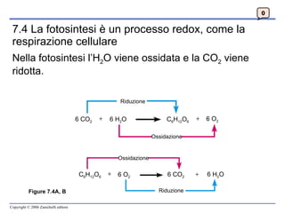 7.4 La fotosintesi è un processo redox, come la respirazione cellulare Nella fotosintesi l’H 2 O viene ossidata e la CO 2  viene ridotta. 0 Figure 7.4A, B Riduzione Ossidazione 6 O 2 6 H 2 O Riduzione Ossidazione 6 O 2 6 CO 2  6 H 2 O C 6 H 12 O 6  C 6 H 12 O 6  6 CO 2  