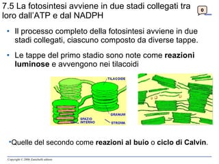 7.5 La fotosintesi avviene in due stadi collegati tra loro dall’ATP e dal NADPH Il processo completo della fotosintesi avviene in due stadi collegati, ciascuno composto da diverse tappe. Le tappe del primo stadio sono note come  reazioni luminose  e avvengono nei tilacoidi 0 Quelle del secondo come  reazioni al buio  o  ciclo di Calvin . 