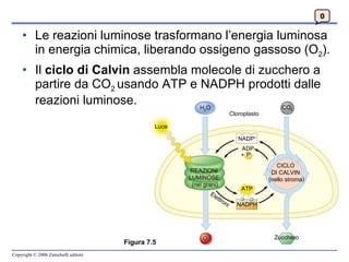 Le reazioni luminose trasformano l’energia luminosa in energia chimica, liberando ossigeno gassoso (O 2 ). Il  ciclo di Calvin  assembla molecole di zucchero a partire da CO 2  usando ATP e NADPH prodotti dalle reazioni luminose.   0 Luce CO 2 H 2 O Cloroplasto REAZIONI  LUMINOSE  (nei grani) CICLO  DI CALVIN  (nello stroma) NADP + ADP + P ATP NADPH O Zucchero Elettroni Figura 7.5 