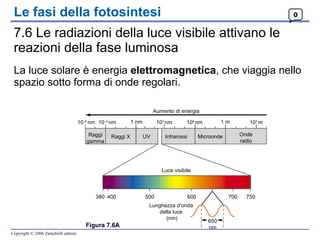 Le fasi della fotosintesi 7.6 Le radiazioni della luce visibile attivano le reazioni della fase luminosa La luce solare è energia  elettromagnetica , che viaggia nello spazio sotto forma di onde regolari. 0 Figura 7.6A Aumento di energia 10 –5  nm 10 –3  nm 1 nm 10 3  nm 10 6  nm 1 m 10 3  m Raggi gamma Raggi X UV Infrarossi  Microonde Onde radio Luce visibile 400 500 600 700 750 650 nm Lunghezza d’onda  della luce  (nm) 380 