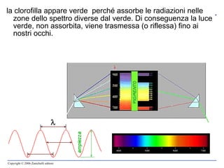 la clorofilla appare verde  perché assorbe le radiazioni nelle zone dello spettro diverse dal verde. Di conseguenza la luce verde, non assorbita, viene trasmessa (o riflessa) fino ai nostri occhi. 