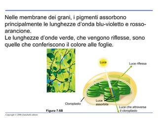 Nelle membrane dei grani, i pigmenti assorbono principalmente le lunghezze d’onda blu-violetto e rosso-arancione.  Le lunghezze d’onde verde, che vengono riflesse, sono quelle che conferiscono il colore alle foglie. Figura 7.6B Luce che attraversa il cloroplasto Luce  assorbita Luce riflessa Luce Cloroplasto 